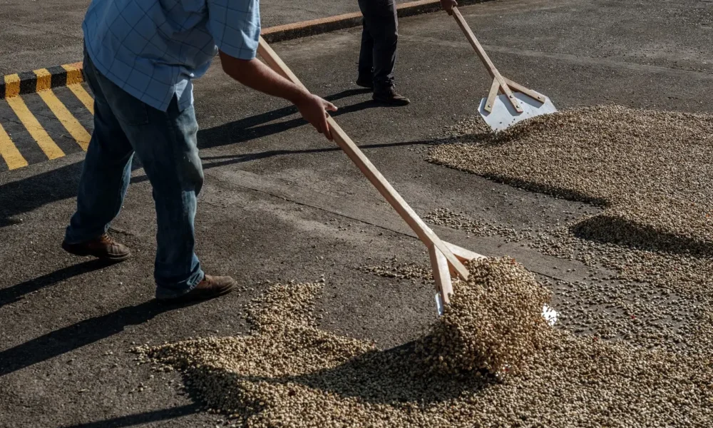 COFFEE-CLIMATE-ADV23-1 (Alejandro Cegarra/The New York Times)