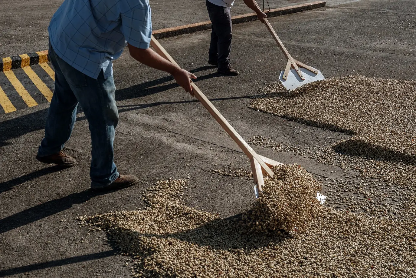 Preços do café atingem maior nível em 50 anos — mas produtores não estão comemorando