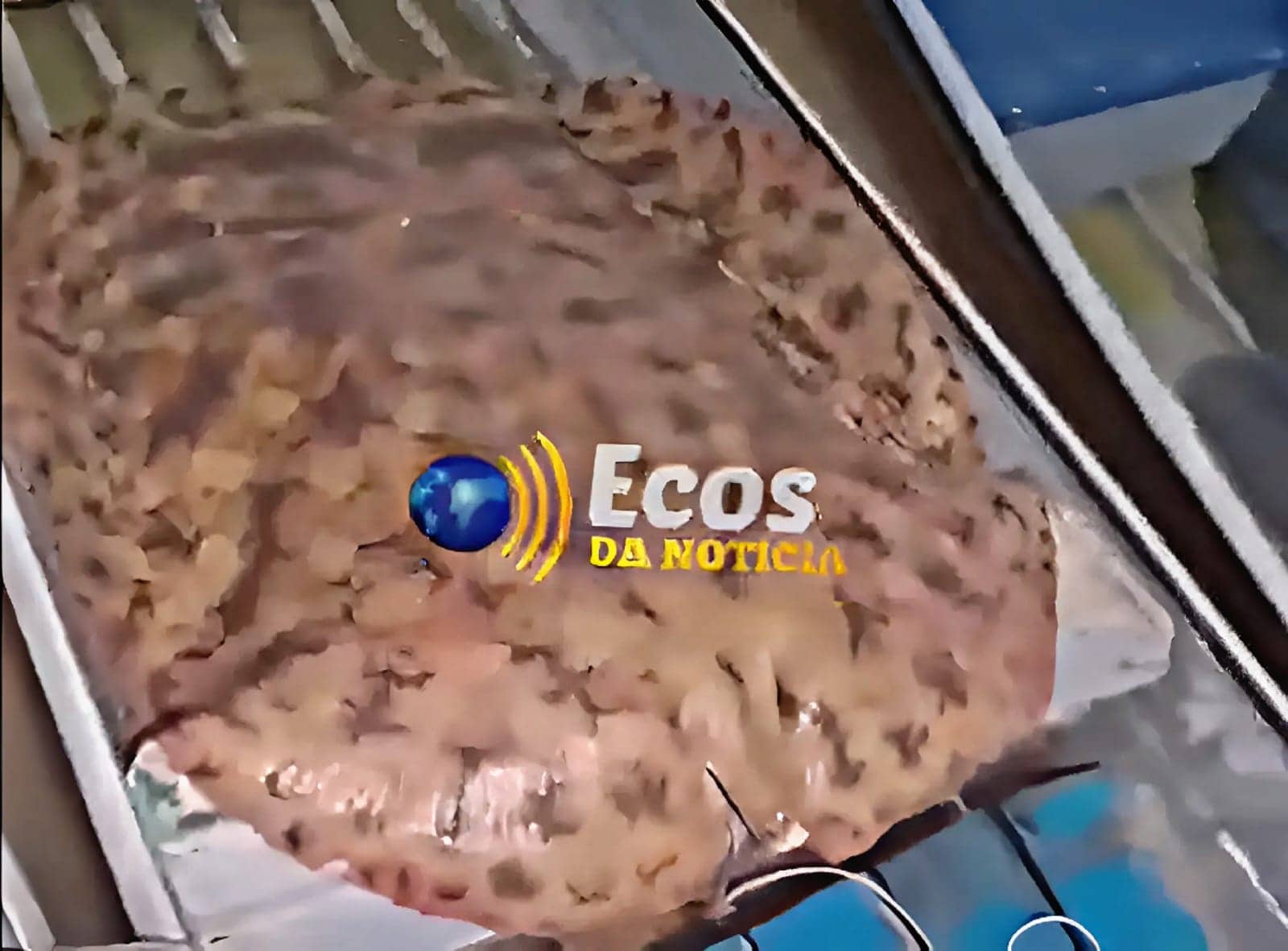 Pescadores capturam arraia gigante no Rio Juruá; VÍDEO