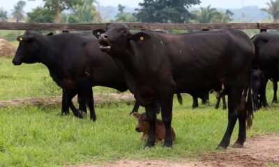 magem de bois na região do Araguaia, em Mato Grosso, em abril de 2024. — Foto: Gustavo Wanderley/g1