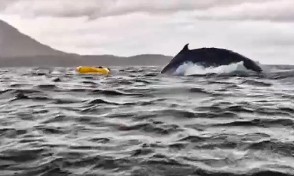 Vídeo mostra momento em que baleia 'engole' homem - Foto: Reprodução/Twitter