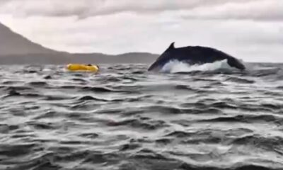 baleia-engole-homem-em-video-viral-mas-web-revela-pistas-que-sugerem-falsidade-veja Vídeo mostra momento em que baleia 'engole' homem - Foto: Reprodução/Twitter