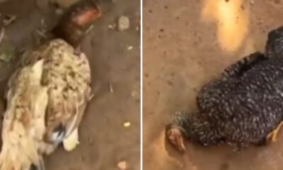 Homem ganha marmita, decide dá-la para galinhas e elas morrem após comer a comida, diz polícia — Foto: Reprodução/TV Anhanguera