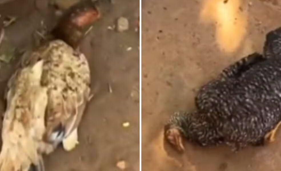 imagem-g1-1- (1) Homem ganha marmita, decide dá-la para galinhas e elas morrem após comer a comida, diz polícia — Foto: Reprodução/TV Anhanguera