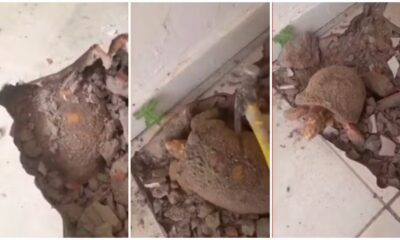 Jabuti é encontrado embaixo de piso — Foto: Reprodução