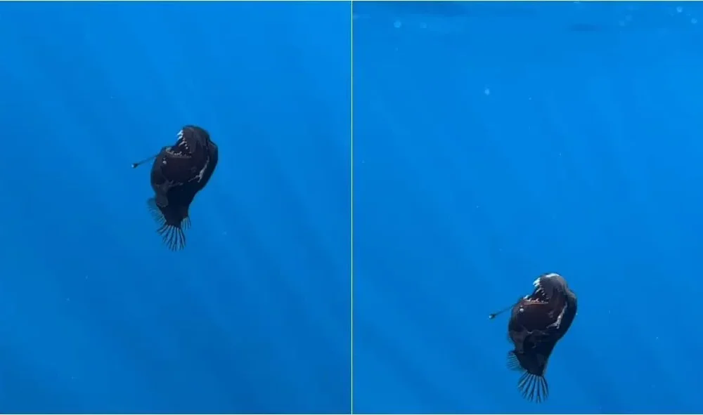 peixe-diabo-negro-1 Biólogos avistaram, pela primeira vez, um peixe diabo negro próximo à superfície em plena luz do dia • Instagram/Condrik Tenerife