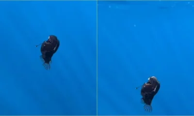 peixe-diabo-negro-1 Biólogos avistaram, pela primeira vez, um peixe diabo negro próximo à superfície em plena luz do dia • Instagram/Condrik Tenerife