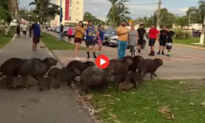 ACRE-976x695_IMAGEM-DESTACADA-25-976×600 ACRE-976x695_IMAGEM-DESTACADA-25-976x600