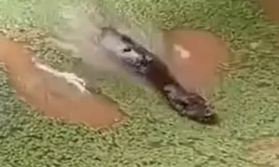 Frame-517D-1-976×600 Frame-517D-1-976x600