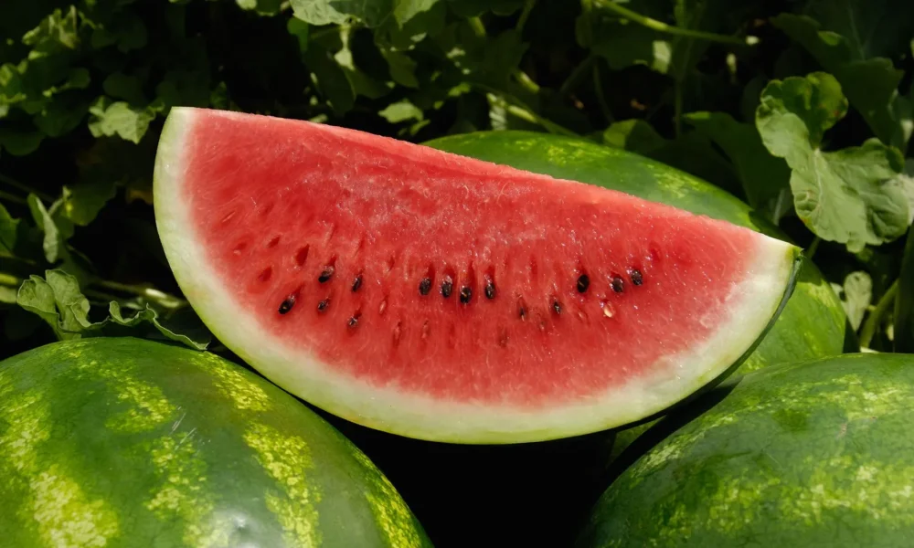 Melancia-08 Melancia-08