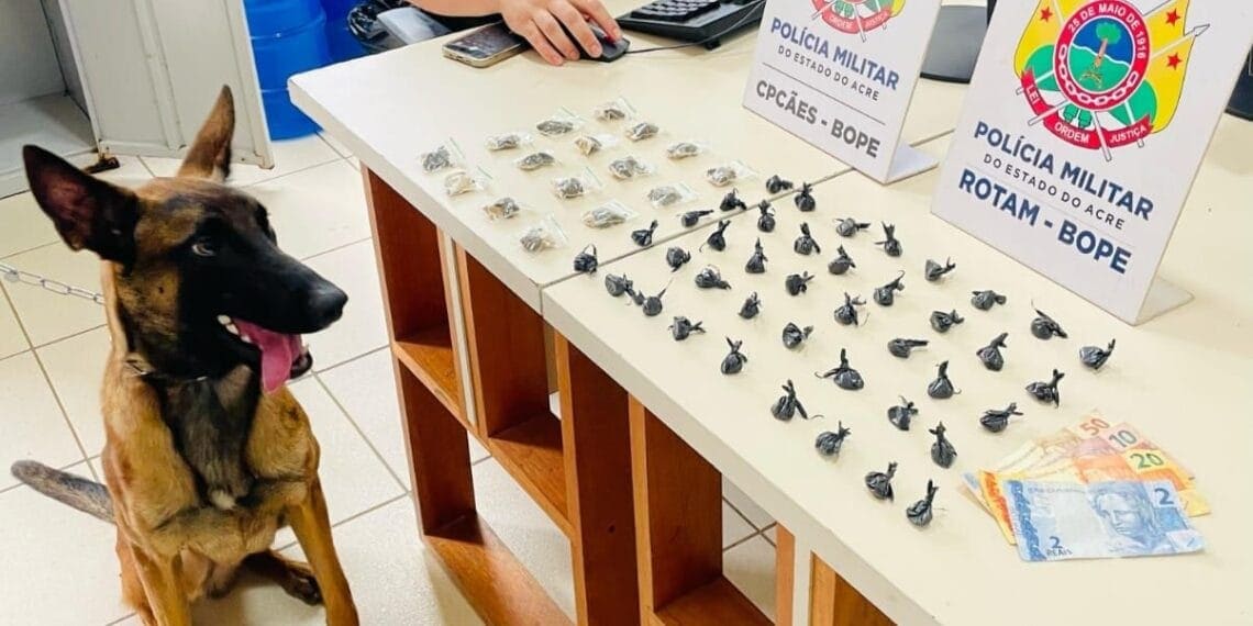 Militares da Rotam e Cpcães apreendem entorpecentes