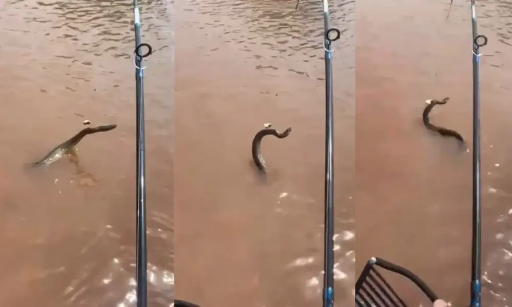 Pescador fisgou sucuri no Rio Araguaia • Reprodução/Maicon Douglas