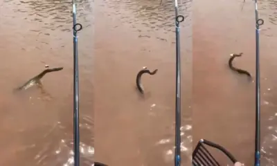 cantor-afogado-pe-8 Pescador fisgou sucuri no Rio Araguaia • Reprodução/Maicon Douglas