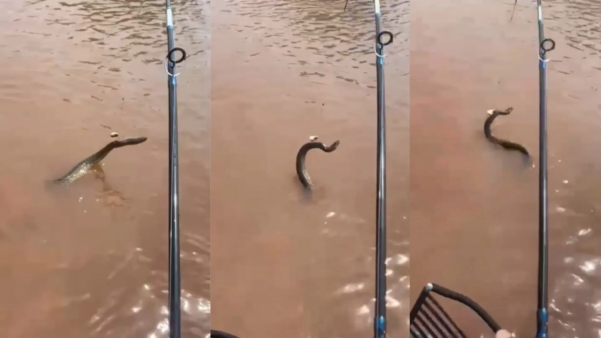 Vídeo: Pescador fisga cobra sucuri durante pesca