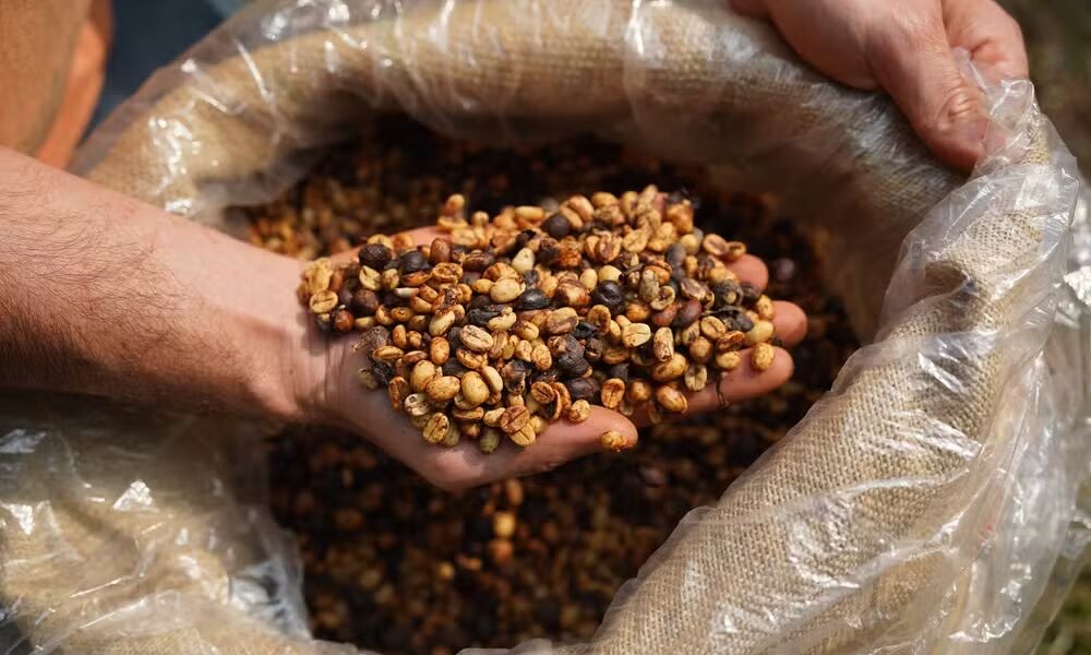 Grãos de café especial — Foto: Stephanie Rodrigues / g1