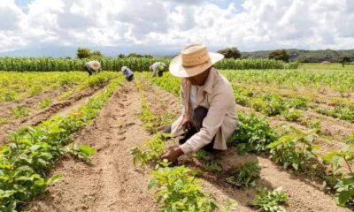 grupo-de-pessoas-cultivando-amaranto-em-um-contexto-de-agricultura-familiar-1 Imagem da internet