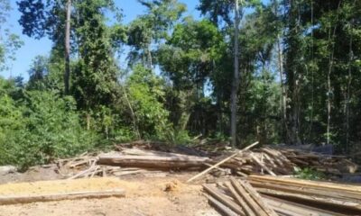 madeirailegal madeirailegal