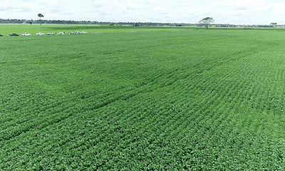 soja-1000×600 soja-1000x600