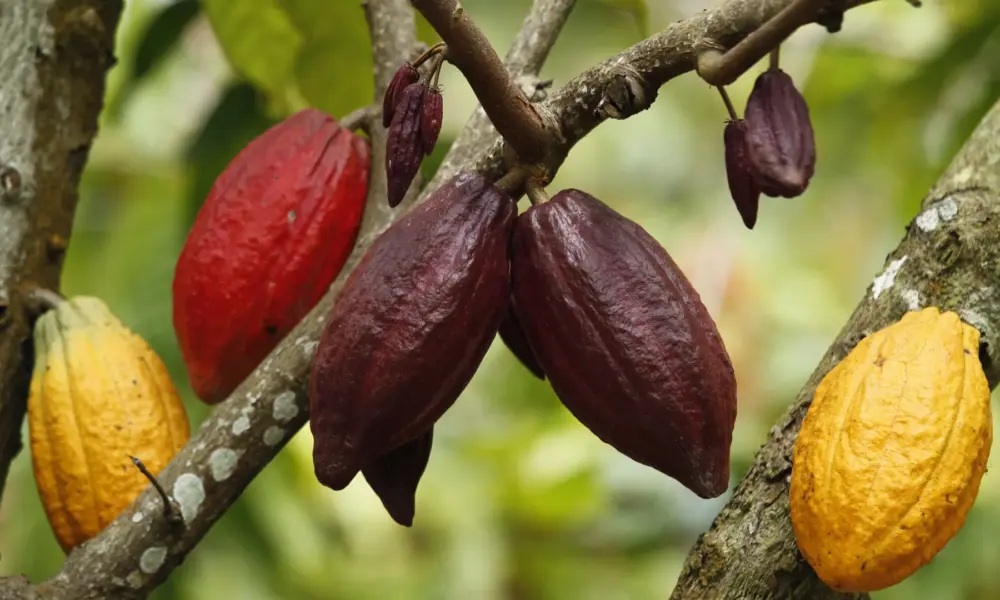 tagreuters.com2024binary_LYNXMPEK3S0D4-FILEDIMAGE Dados da AIPC mostram que o recebimento das amêndoas de cacau recuou 18,5% no ano passado • Yusuf Ahmad/Reuters