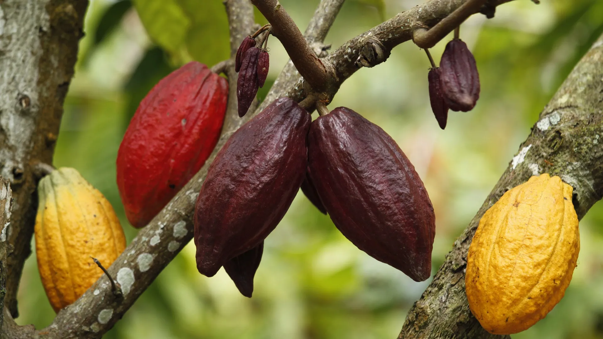 Preço do cacau quase triplica e Páscoa deste ano deve ficar mais cara