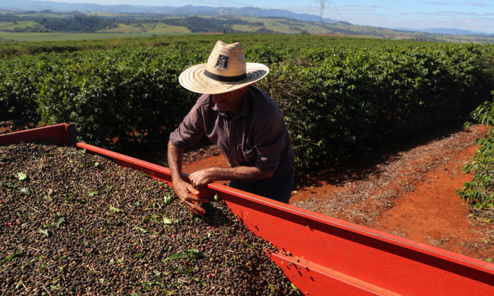 23533_B62E08233CFBF5D9 Trabalhador com café colhido de uma plantação em São João da Boa Vista • REUTERS/Amanda Perobelli