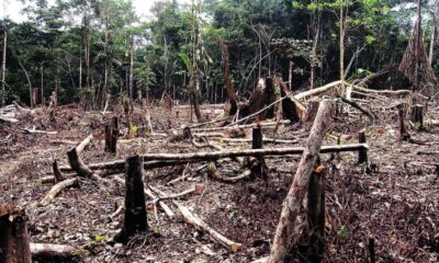 Atualidades-a-situacao-do-desmatamento-na-Amazonia-1000×600 Atualidades-a-situacao-do-desmatamento-na-Amazonia-1000x600