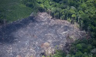 DESMATE-1000×600 Foto: Reprodução