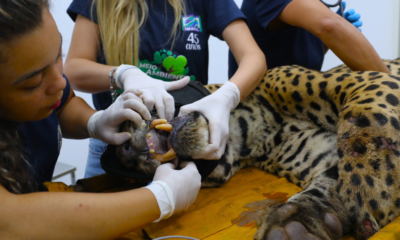 Animal está com alto grau de desidratação e rins e fígado comprometidos. • Saul Schramm