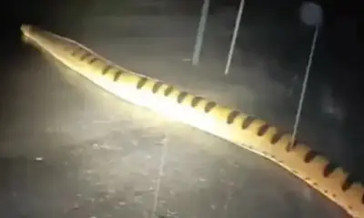 Frame-551-11-976×600 Reprodução