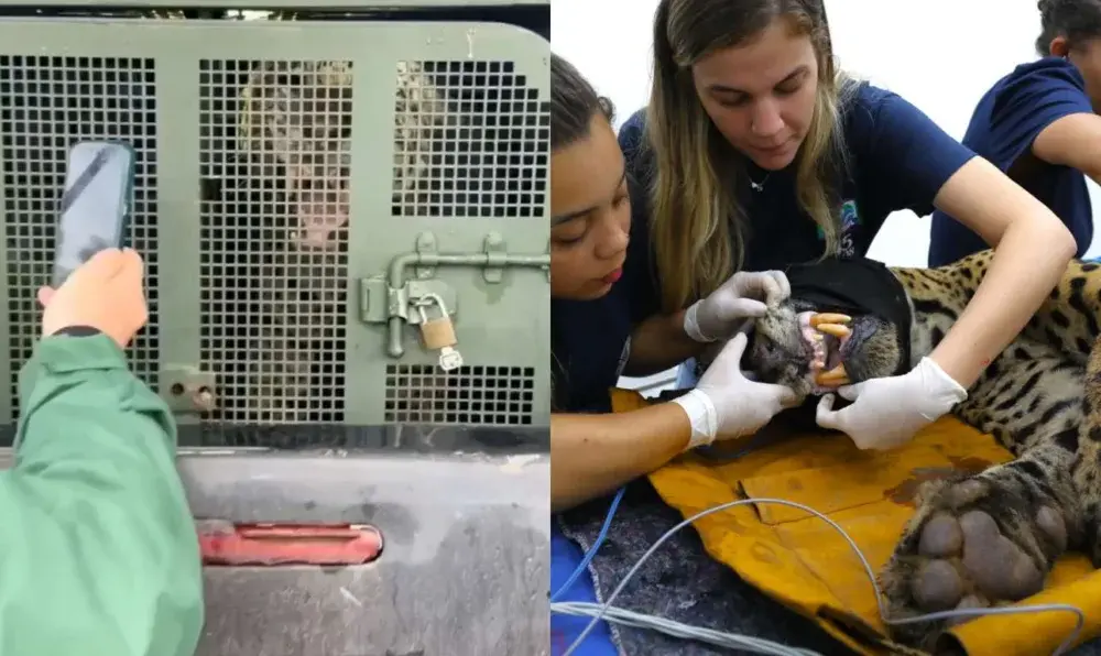 WacMaBnn-onca-que-matou-caseiro-video-1024×596 A onça-pintada capturada pela PMA chega ao CRAS para receber acompanhamento veterinário (Foto: Reprodução/PMA/Saul Schramm/Secom)