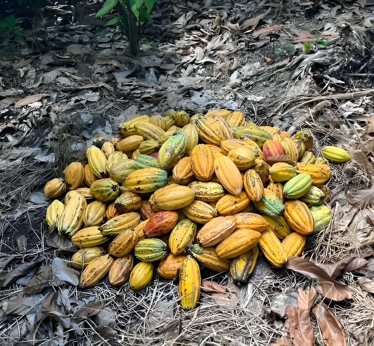 O cacau do Acre e a preciosidade da floresta que aponta para um futuro promissor da cultura cacaueira na região