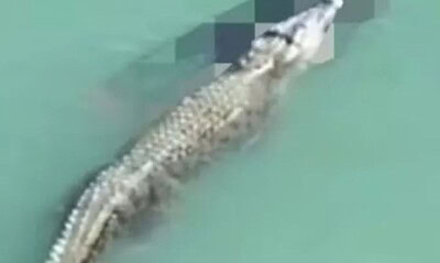 Crocodilo ataca e mata nadador na praia de Talise, localizada na Indonésia  |   Bnews - Divulgação Reprodução / Redes sociais