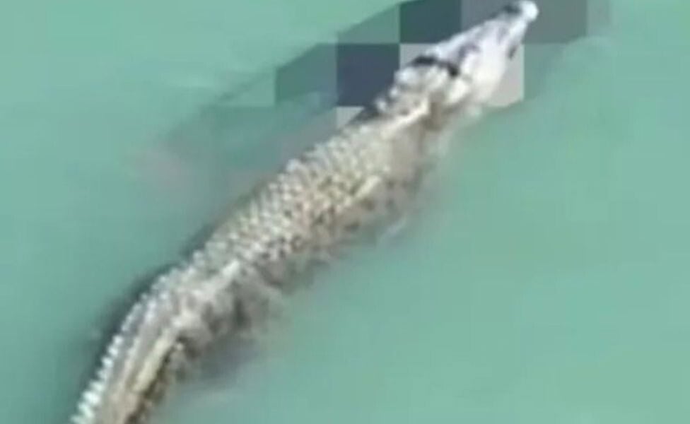 crocodiloataque Crocodilo ataca e mata nadador na praia de Talise, localizada na Indonésia  |   Bnews - Divulgação Reprodução / Redes sociais