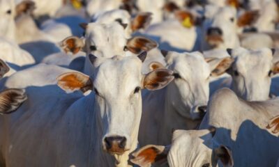 iStock-1283520570-1290×540 Foto: Reprodução