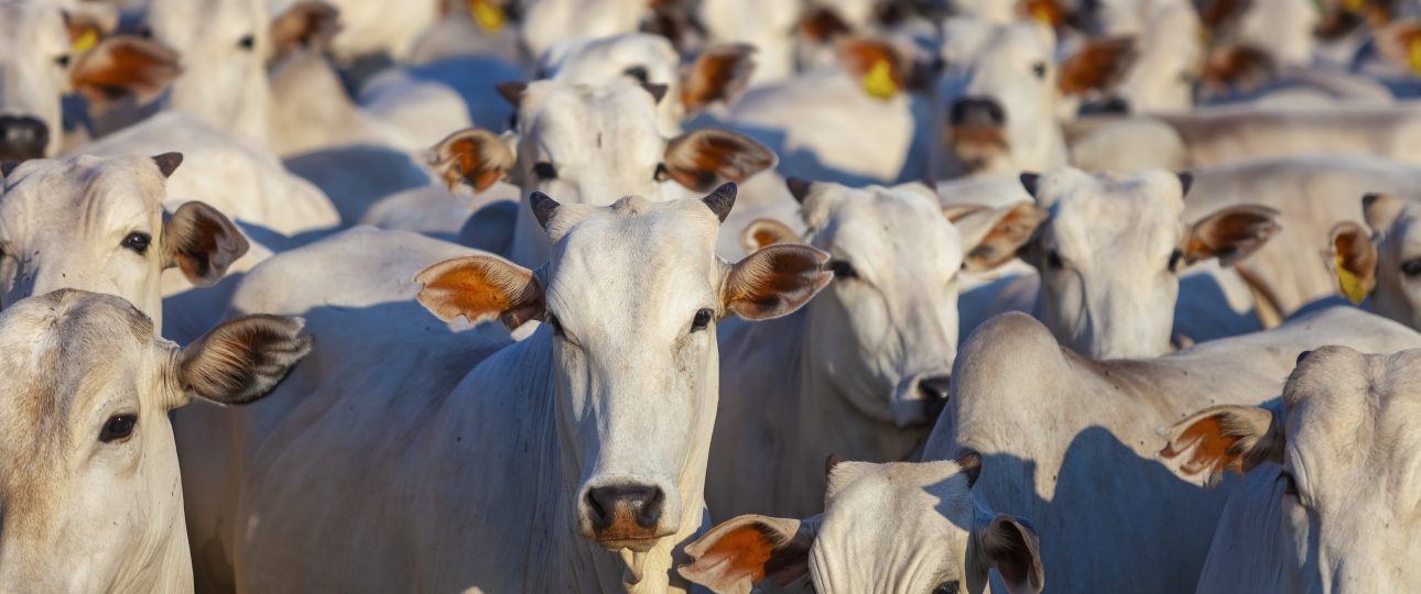Saída desenfreada de gado do Acre pode quebrar indústrias e Idaf deve esclarecer à Aleac