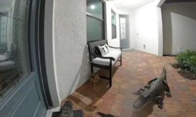 Dois jacarés tentaram entrar em uma casa na Flórida, nos Estados Unidos  |   Bnews - Divulgação reprodução/ redes sociais/ @natureisamazing