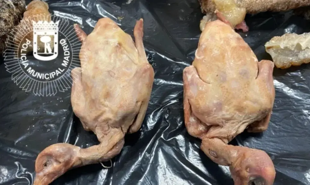 policia_fecha_restaurante_chines_servia_pombos_como_patos1-1024×596 Polícia encontrou pombos prontos para ir para a panela (Foto: Polícia Municipal de Madri)