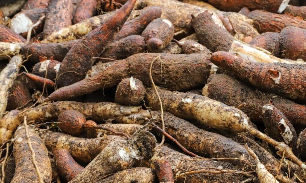 Mandioca é o produto mais cultivado do Acre. Foto: Marcos Vicentti/Secom