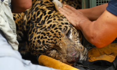 Animal está com alto grau de desidratação e rins e fígado comprometidos. • Saul Schramm