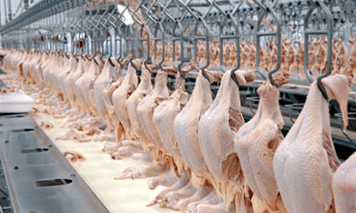 Frango_aves_abate_frigorífico_Foto_AEN_Paraná Frango_aves_abate_frigorífico_Foto_AEN_Paraná