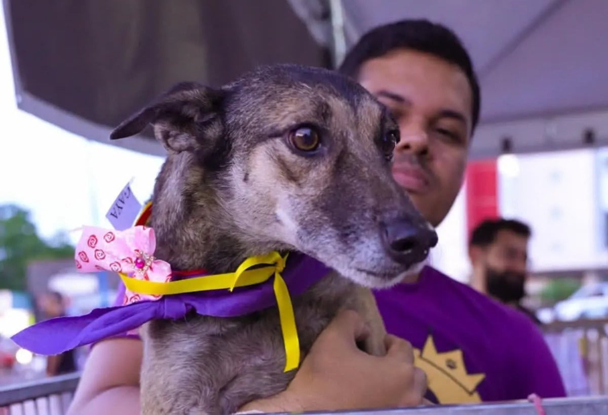 Cuidar Day: Lago do Amor terá feira de adoção de animais no sábado