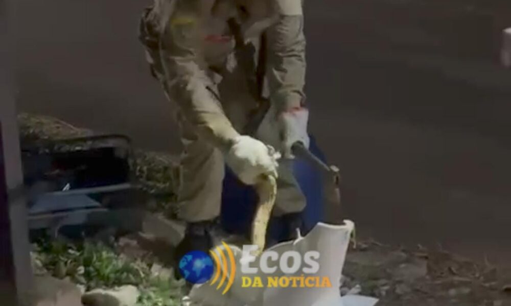 WhatsApp Image 2025-05-19 at 03.52.25