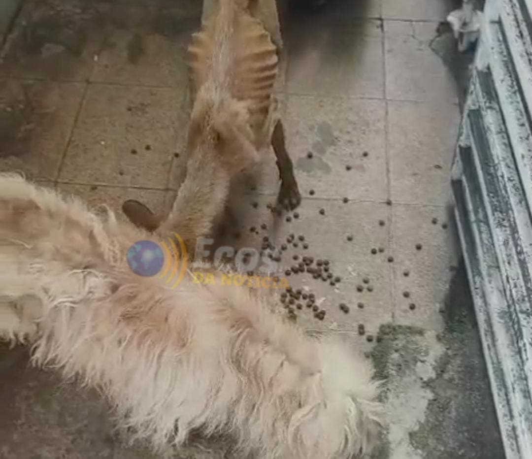 Cães vítimas de maus-tratos são encontrados em residência de Servidores Públicos em Cruzeiro do Sul