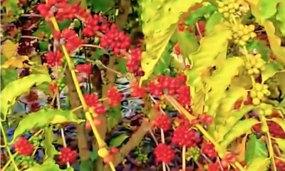 cafédoboca (1) Reprodução