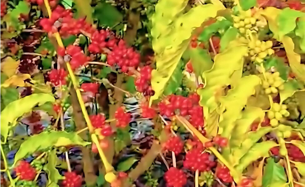 cafédoboca (1) Reprodução