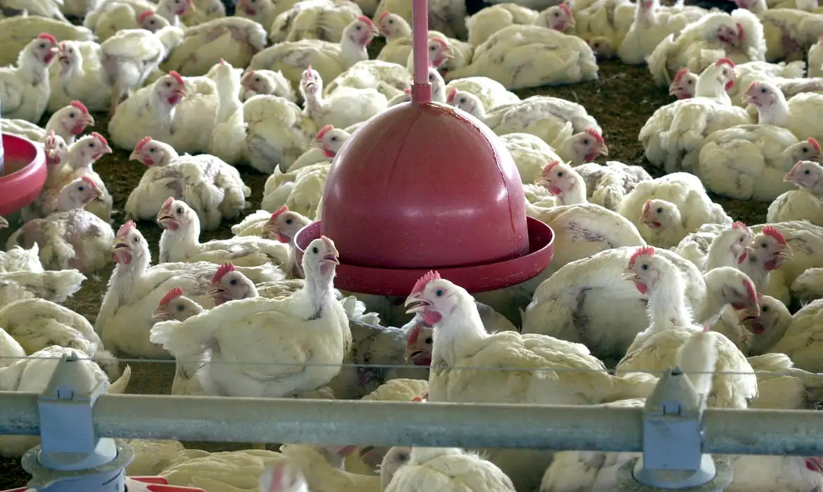 Suspensão de exportações de frango deve aliviar inflação nos próximos meses