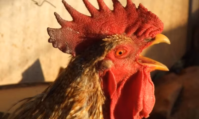 Para os galos, o canto é uma forma de demonstrar poder. — Foto: Reprodução/Visual Hunt