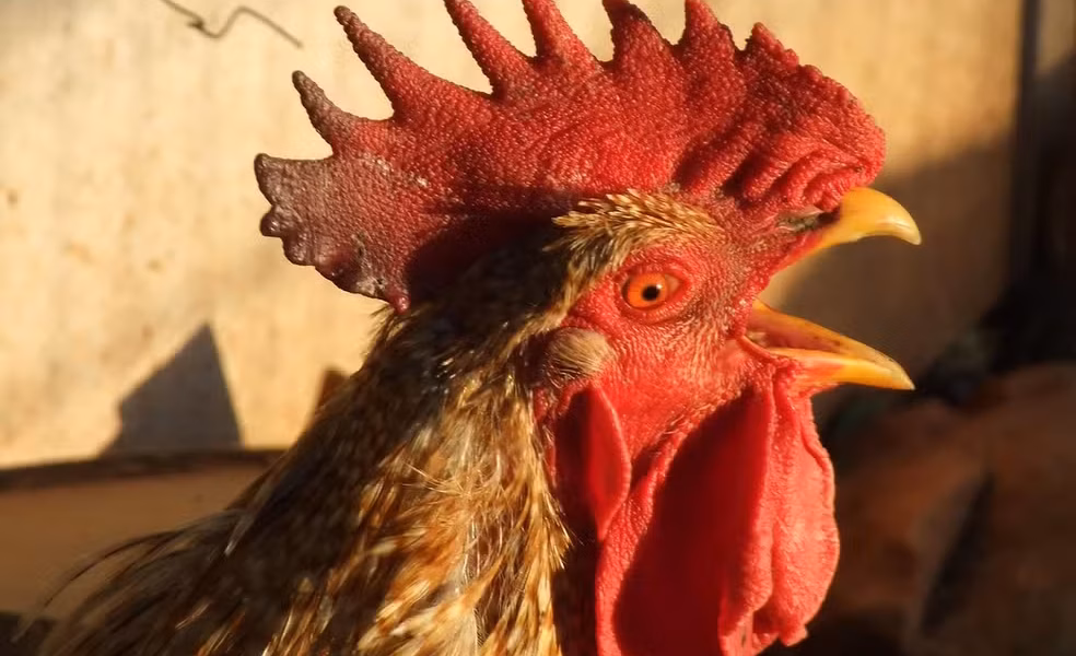 Para os galos, o canto é uma forma de demonstrar poder. — Foto: Reprodução/Visual Hunt